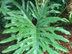 Split Leaf Philodendron leaf