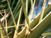Canary Island Date Palm form