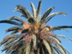 Canary Island Date Palm flowers