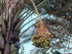 Canary Island Date Palm fruit