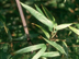 Black Bamboo leaves