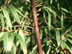 Black Bamboo stem: culm