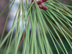 Slash Pine leaves