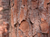 Slash Pine bark
