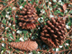 Slash Pine: female cones