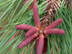 Slash Pine: male cones