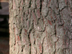 Spruce Pine bark