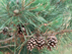 Spruce Pine cone: female
