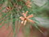 Spruce Pine cone: male