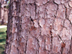 Loblolly Pine bark