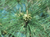 Loblolly Pine cones: male