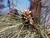 Loblolly Pine cones: male