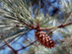 Loblolly Pine cone: female