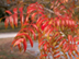 Chinese Pistache leaves: autumn color