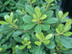 Wheelers Dwarf Pittosporum leaves