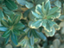 Pittosporum leaves