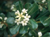 Pittosporum flowers