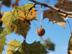 Sycamore fruit