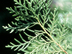 Oriental Arborvitae leaves