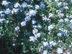 Plumbago flowers