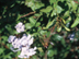 Plumbago flowers