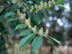 Cherrylaurel flowers