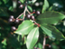 Cherrylaurel fruit