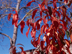 Black Cherry leaves: fall color