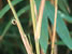Arrow Bamboo sheath