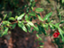 Pomegranate leaves and flowers