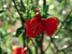 Pomegranate flowers