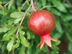 Pomegranate fruit