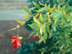 Dwarf Pomegranate 'Nana' leaves and flowers