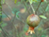 Dwarf Pomegranate 'Nana' fruit