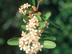 Pyracantha flowers