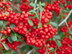 Pyracantha leaves and fruit