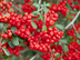 Pyracantha leaves and fruit