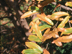 Sawtooth Oak leaves