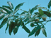 Sawtooth Oak leaves and immature fruit
