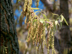 Sawtooth Oak flowers: male