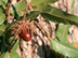 Sawtooth Oak: mature fruit
