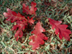 White Oak leaves: fall color