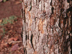 White Oak bark