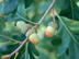 White Oak fruit: immature