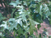Southern Red Oak leaves