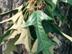 Southern Red Oak leaves