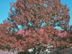 Southern Red Oak form: fall color