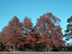 Southern Red Oak form: fall color