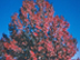 Swamp Chestnut Oak form: fall color