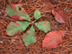 Swamp Chestnut Oak leaves: autumn color